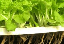 The-Hydroponic-Trio-Essential-Vegetables-for-Soil-Free-Success-on-toplineblog