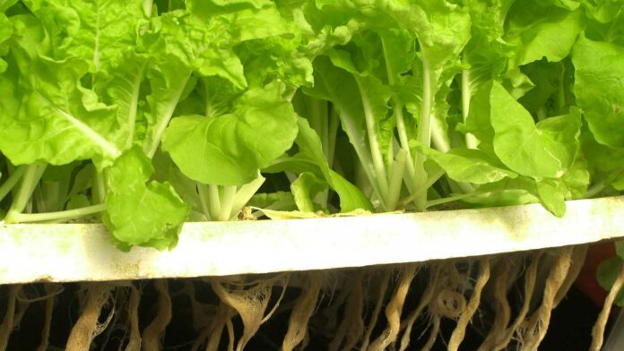The-Hydroponic-Trio-Essential-Vegetables-for-Soil-Free-Success-on-toplineblog